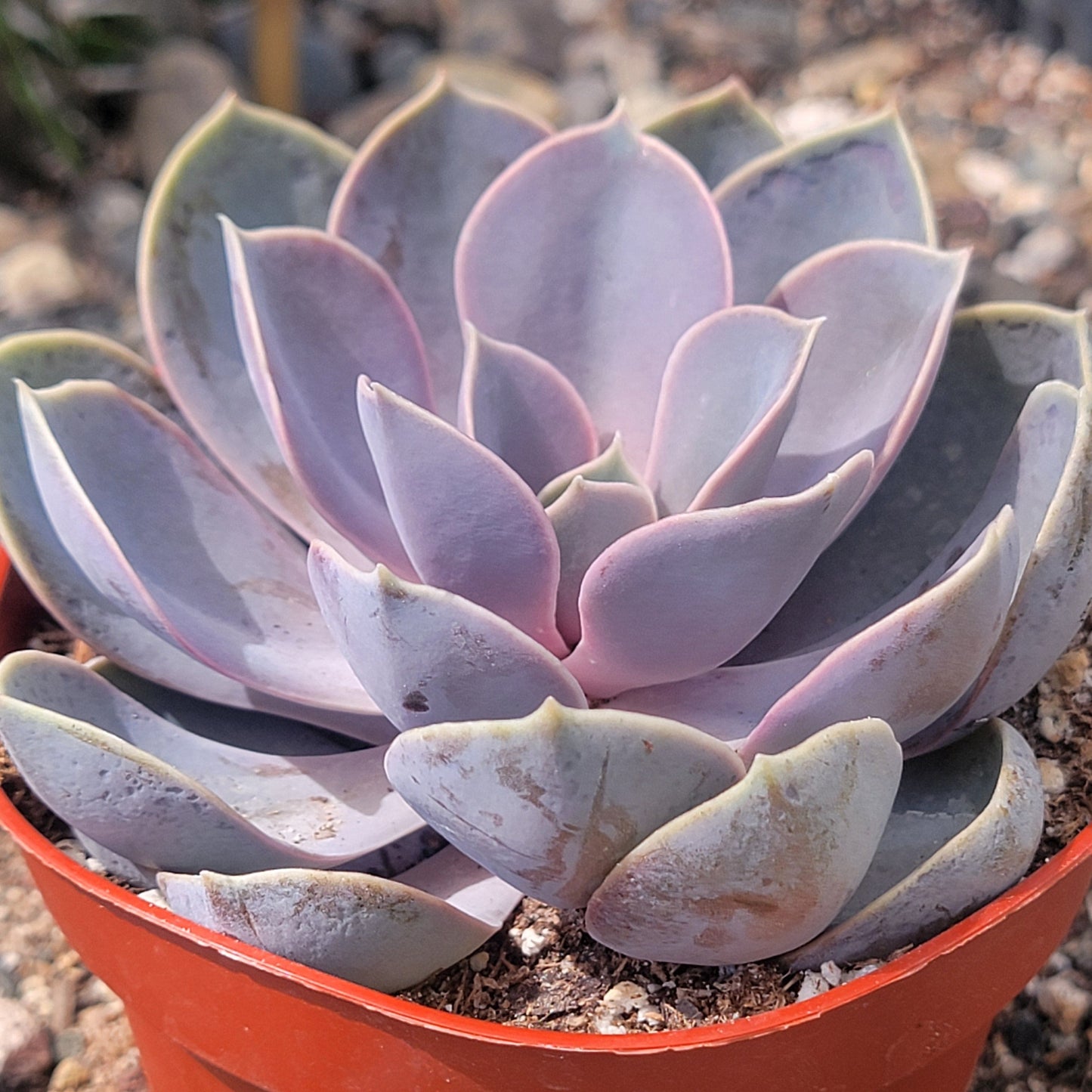 Echeveria 'Perle Von Nurnberg'