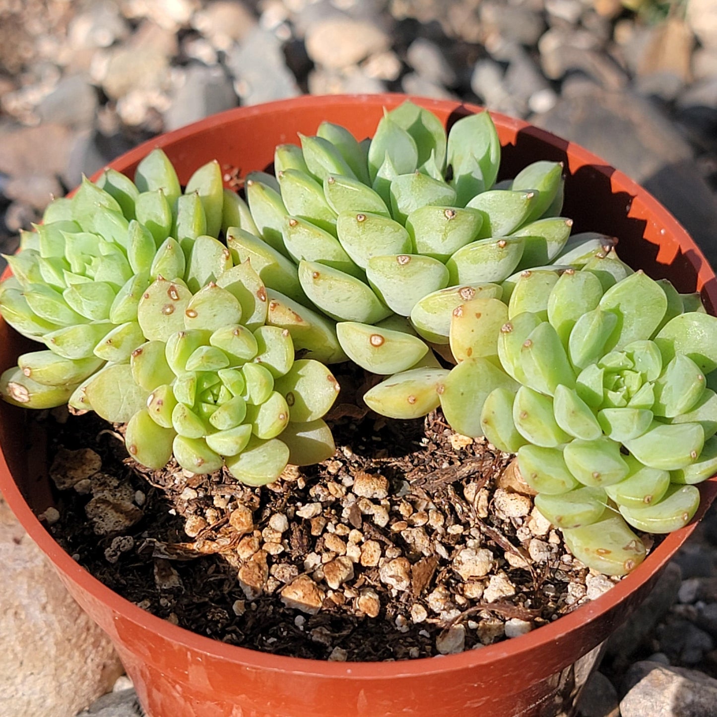 Echeveria 'Pink Champagne'