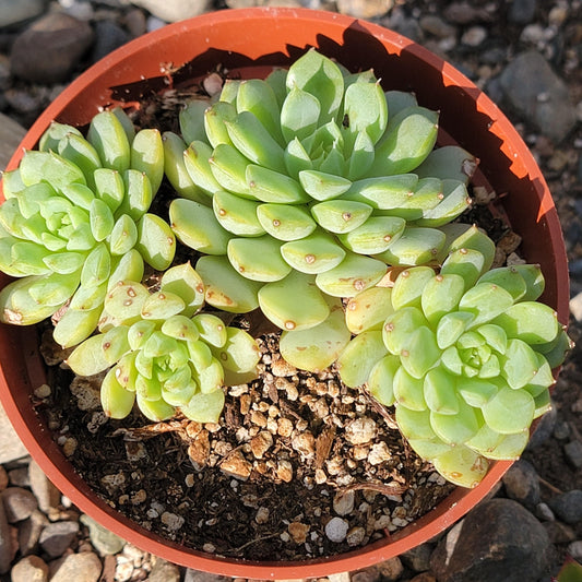 Echeveria 'Pink Champagne'