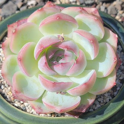 Echeveria 'Pink Crystal'