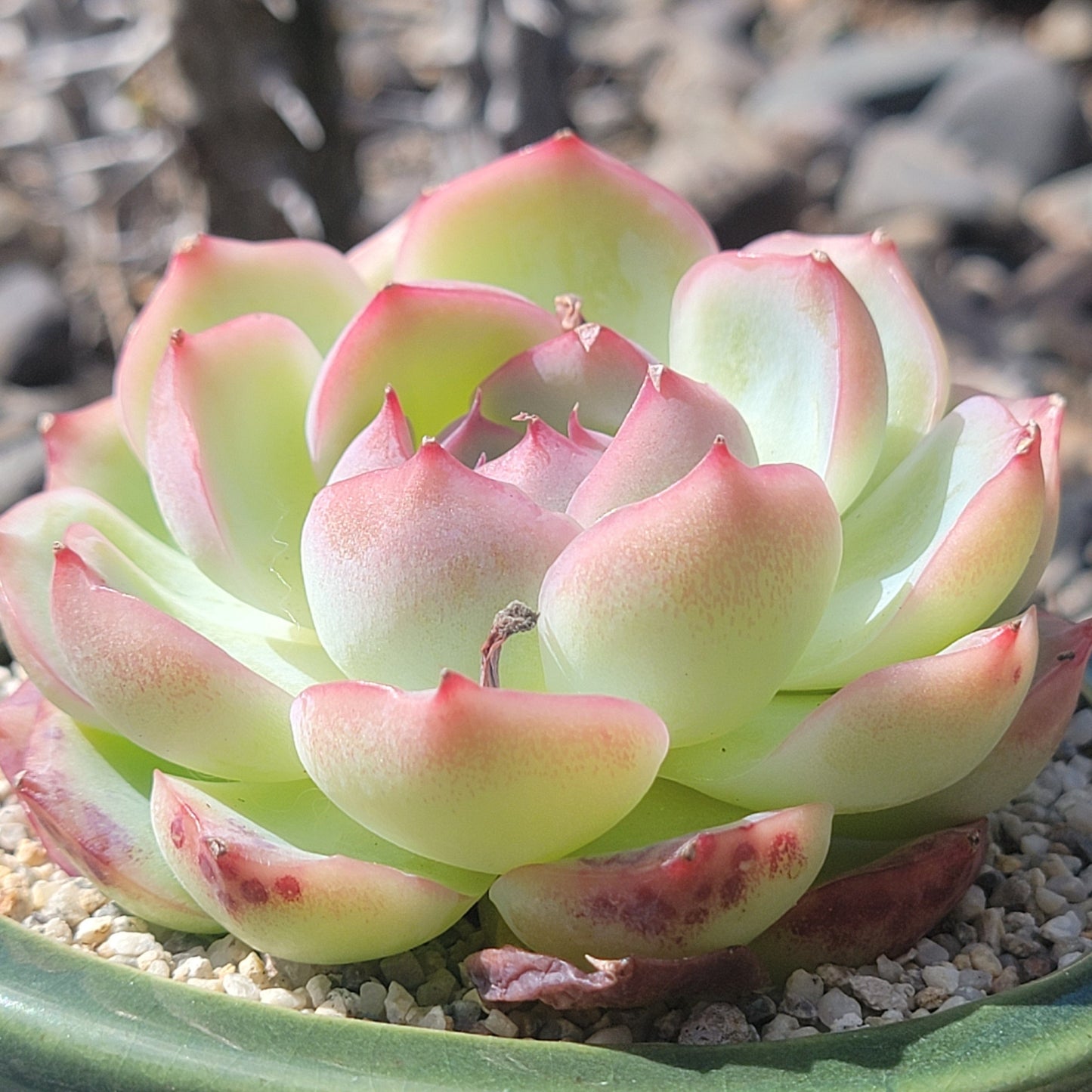 Echeveria 'Pink Crystal'