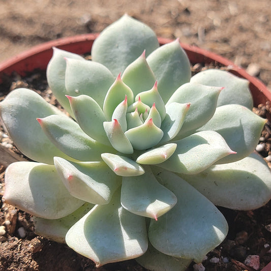 Echeveria 'Pink Diamond'