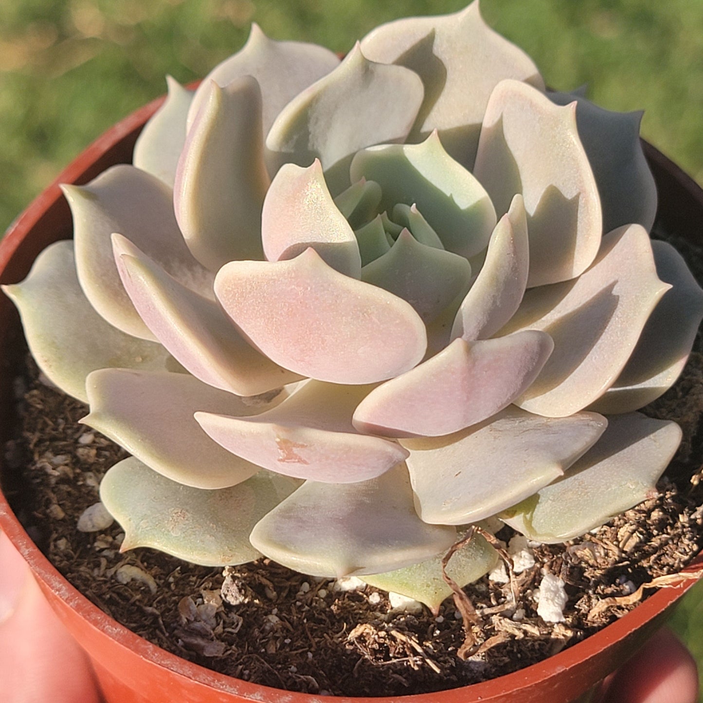 Echeveria 'Rose Lola'