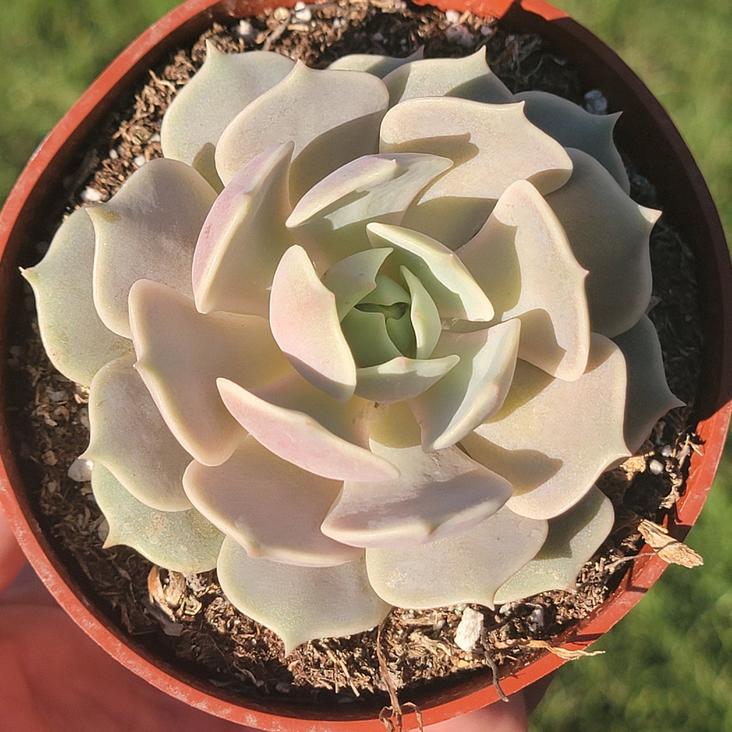 Echeveria 'Rose Lola'