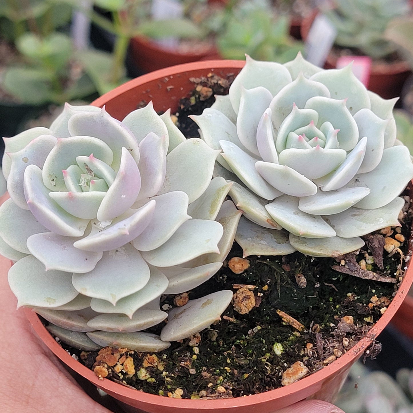 Echeveria 'Pink Lola'