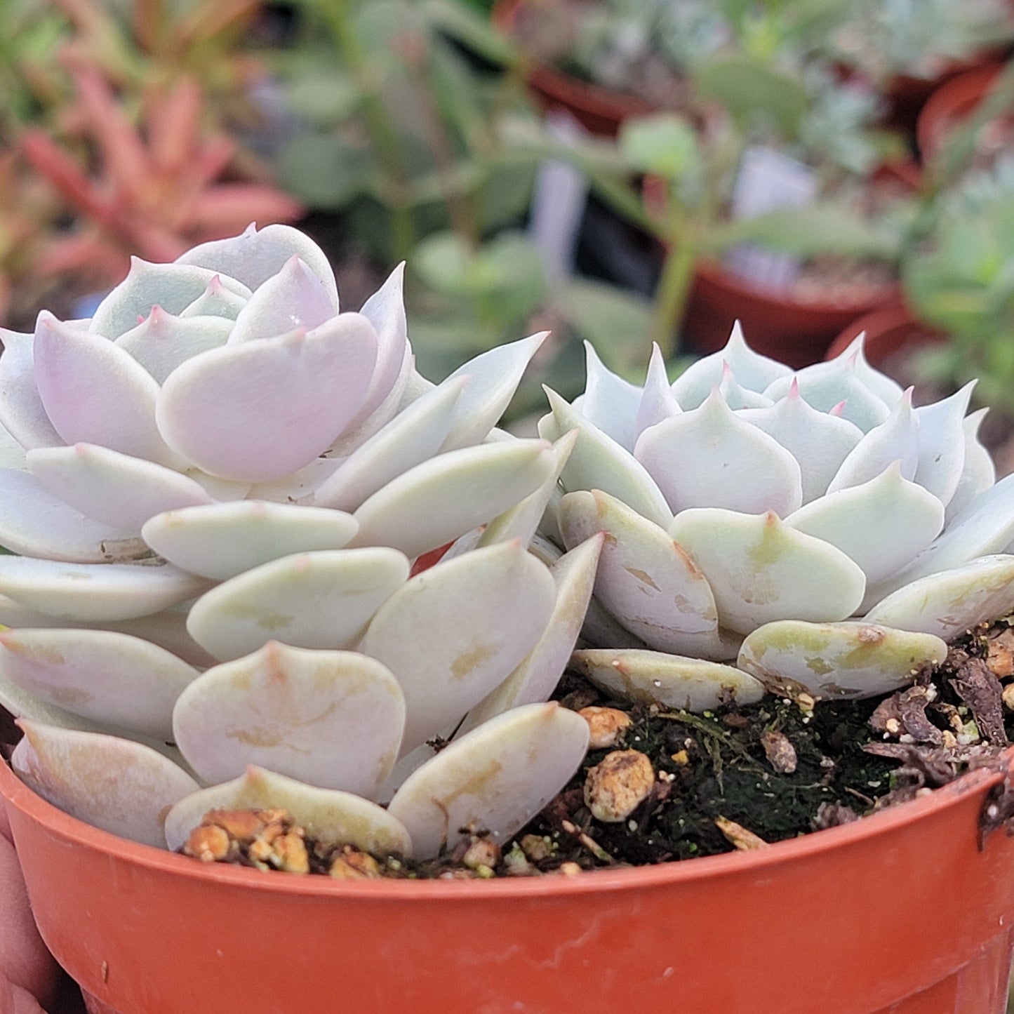 Echeveria 'Pink Lola'