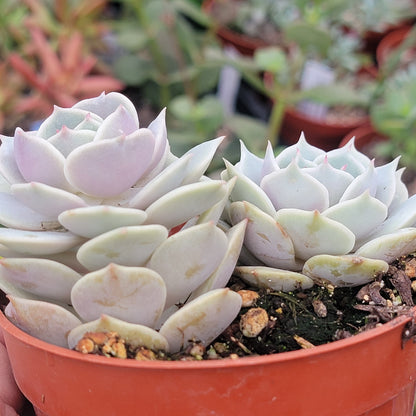 Echeveria 'Rose Lola'