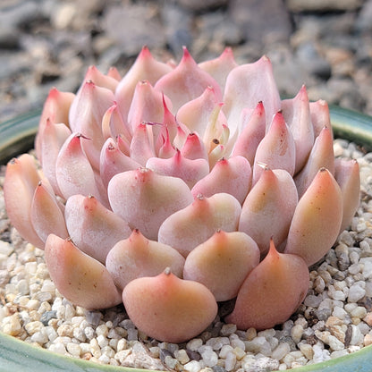 Echeveria 'Pink Zaragoza'