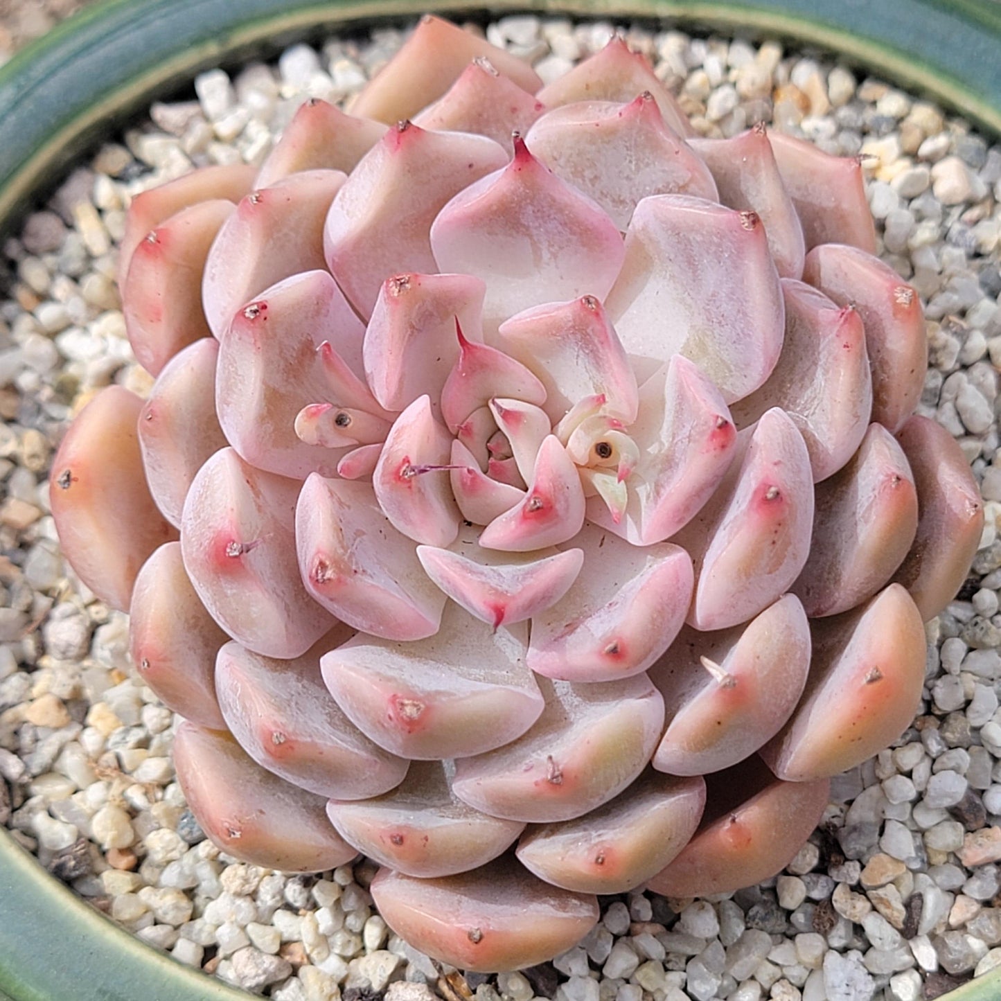 Echeveria 'Pink Zaragoza'