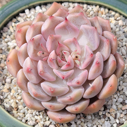 Echeveria 'Pink Zaragoza'