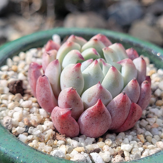 Echeveria 'Pinkle'