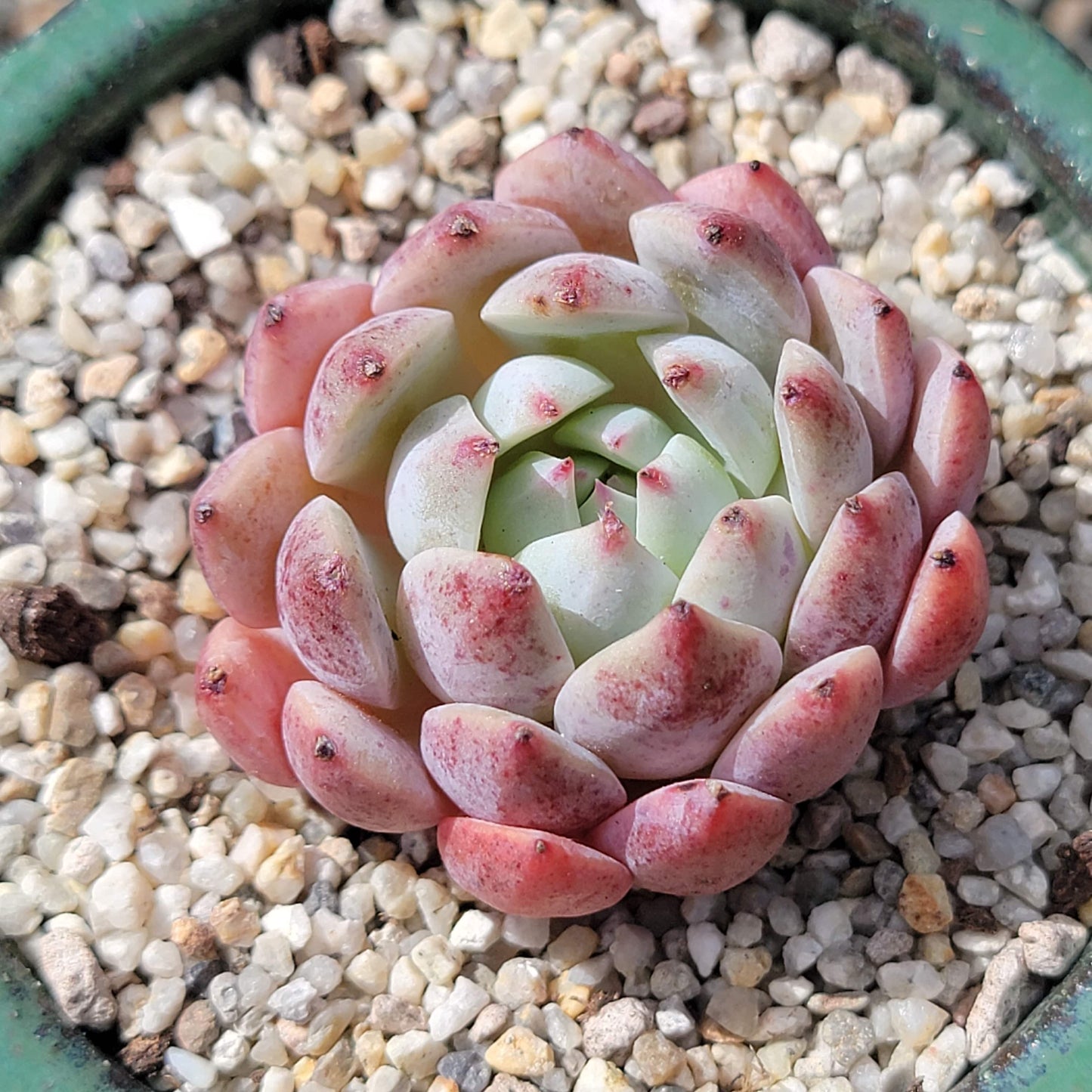 Echeveria 'Pinkle'