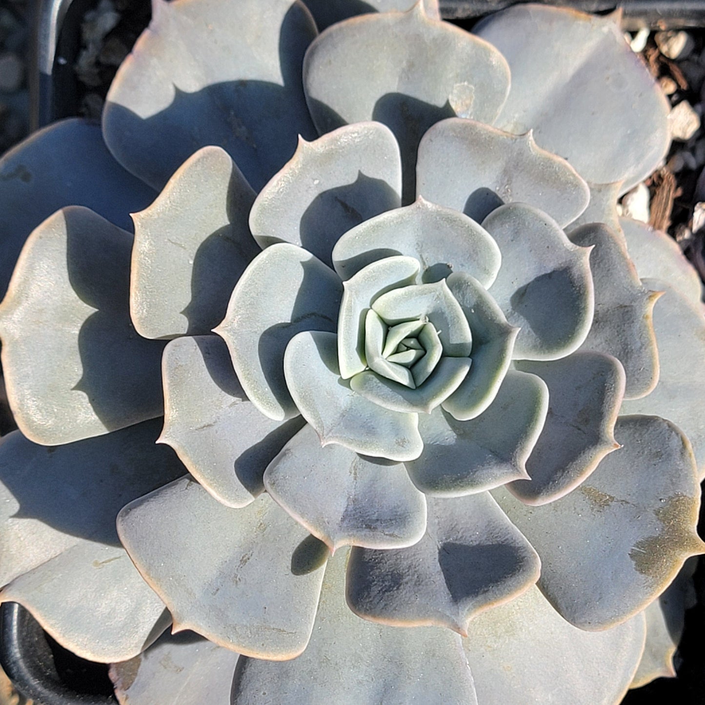 Echeveria 'Pollux'