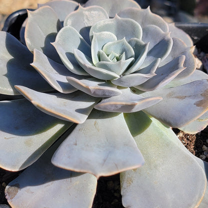 Echeveria 'Pollux'