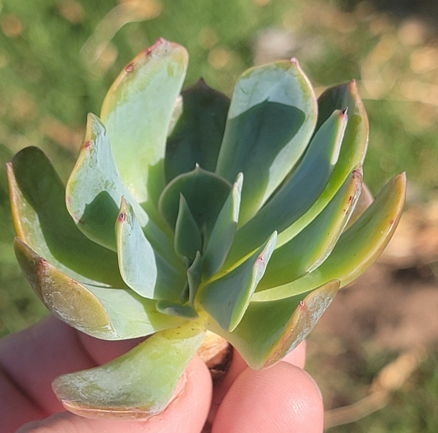 Echeveria 'Princess Blue'