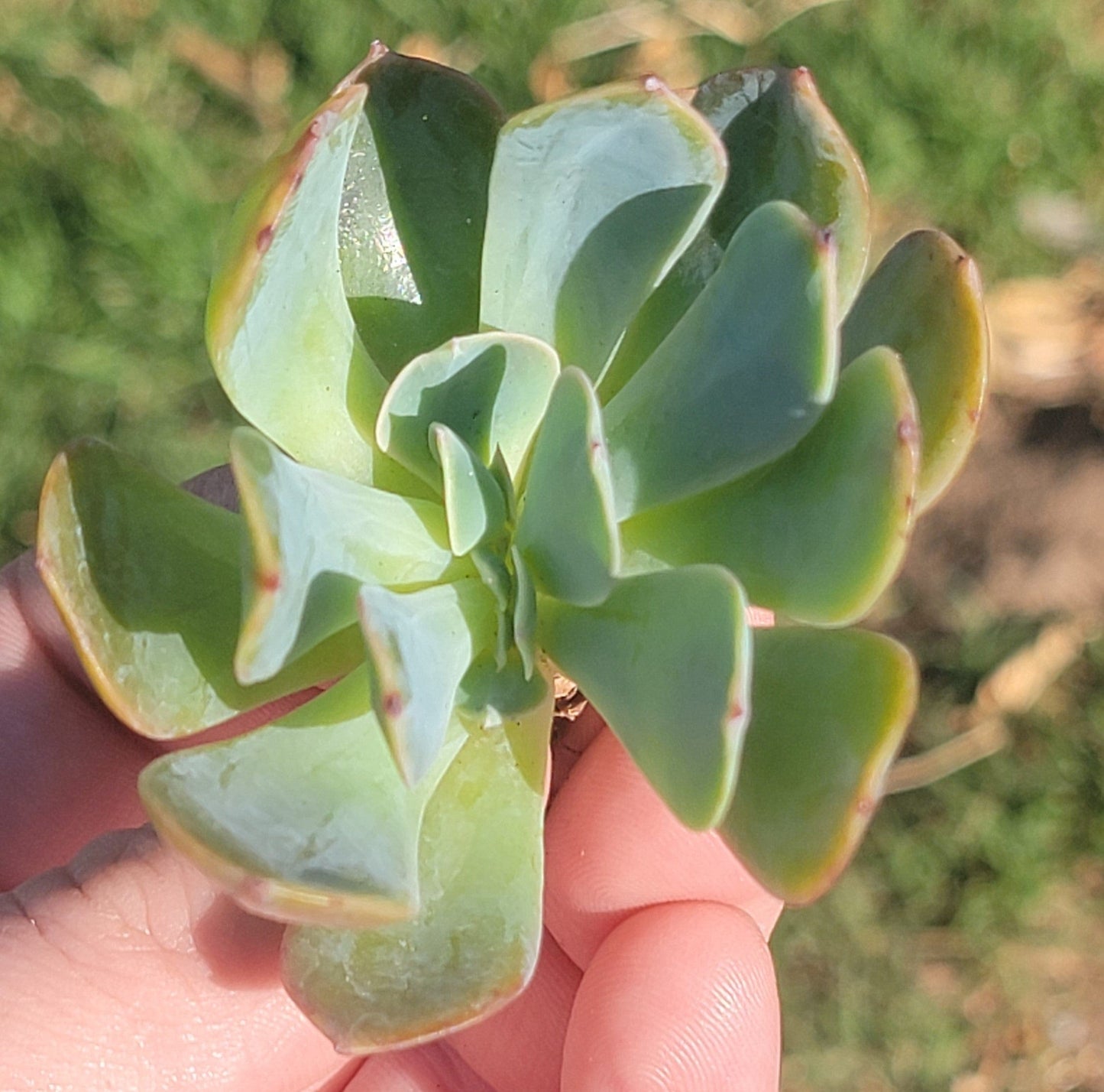 Echeveria 'Princess Blue'