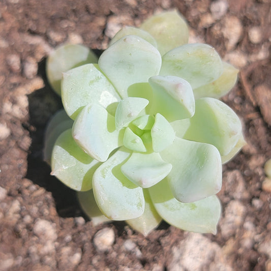 Echeveria 'Prolifica'