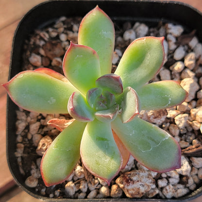 Echeveria 'Pulidonis'