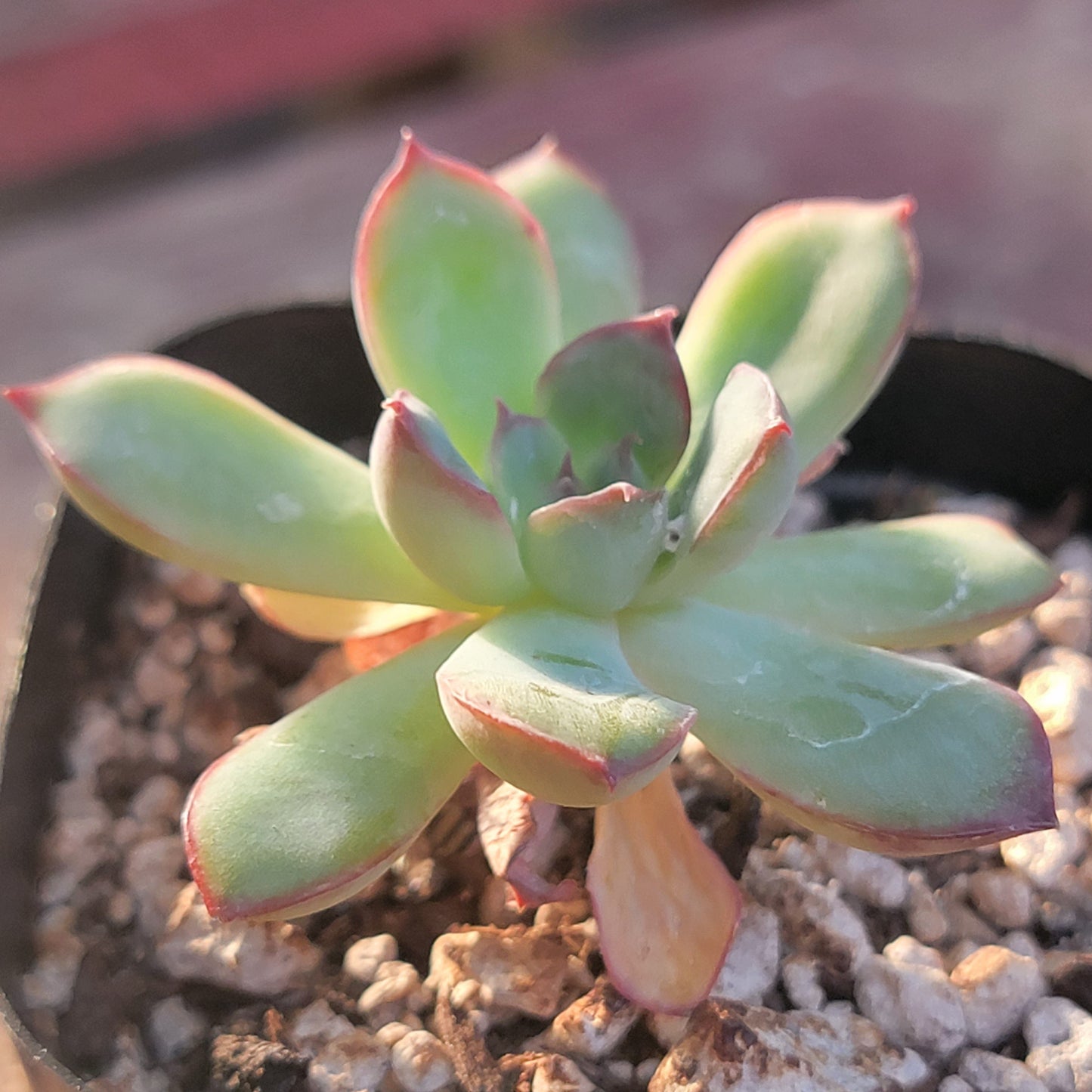 Echeveria 'Pulidonis'