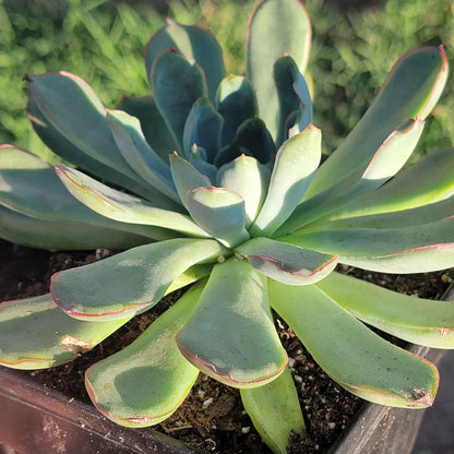 Echeveria 'Pulidonis'