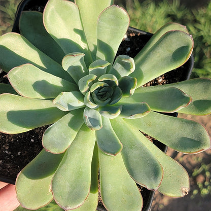 Echeveria 'Pulidonis'