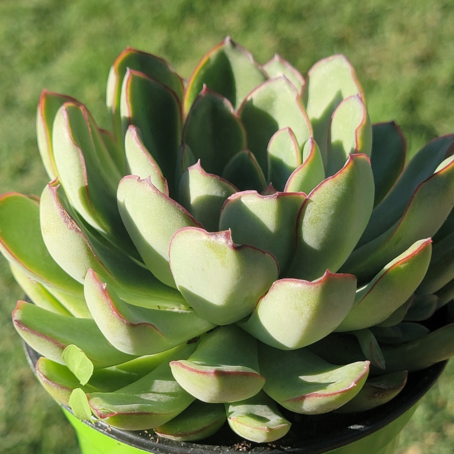 Echeveria 'Pulidonis'