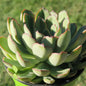 Echeveria 'Pulidonis' - 4" Assorted - Succulent - DesertScapeSucculent