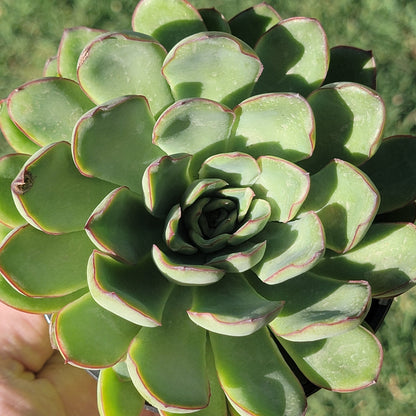 Echeveria 'Pulidonis'