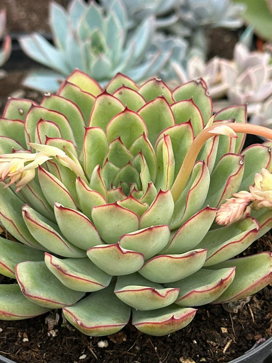 Echeveria 'Pulidonis'