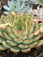 Echeveria 'Pulidonis' - 6" Assorted - Succulent - DesertScapeSucculent