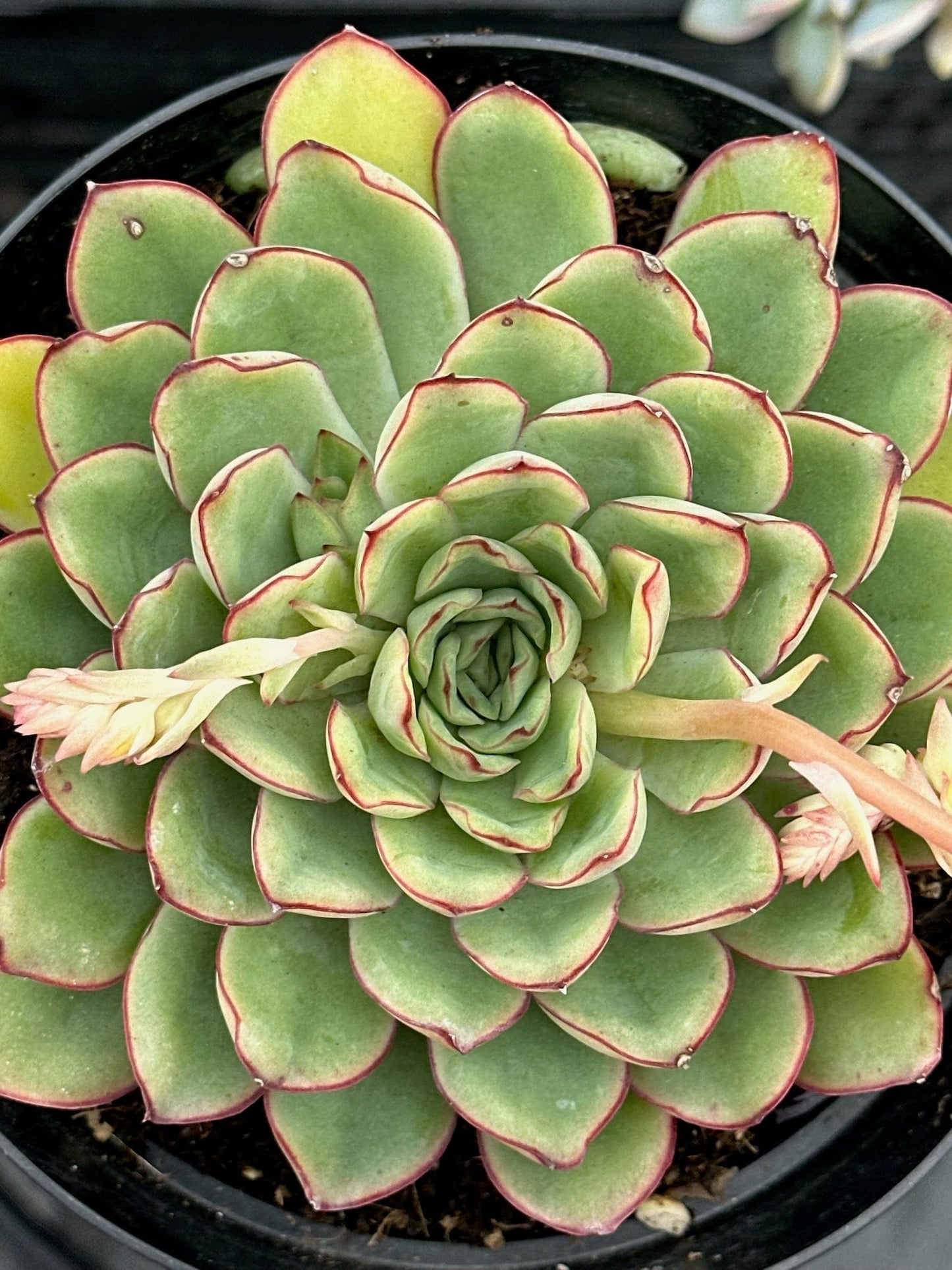 echeveria pulidonis succulent Echeveria 'Pulidonis' – DesertScapeSucculent