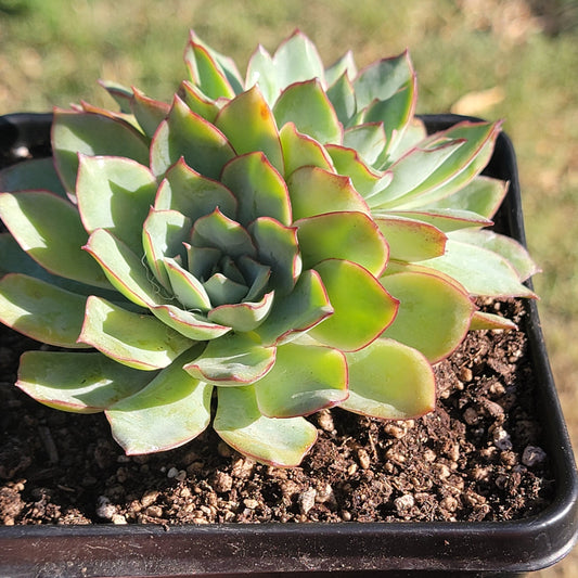 Clúster de Echeveria 'Pulidonis'