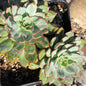 Echeveria 'Pulidonis' Cluster - Cluster 6A - Succulent - DesertScapeSucculent