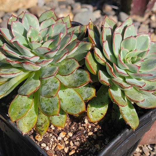 DesertScapeSucculent Succulent Cluster 6A Echeveria 'Pulidonis' Cluster