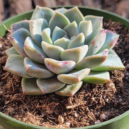 Echeveria 'Purple Dream'