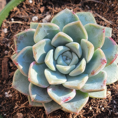 Echeveria 'Purple Dream'