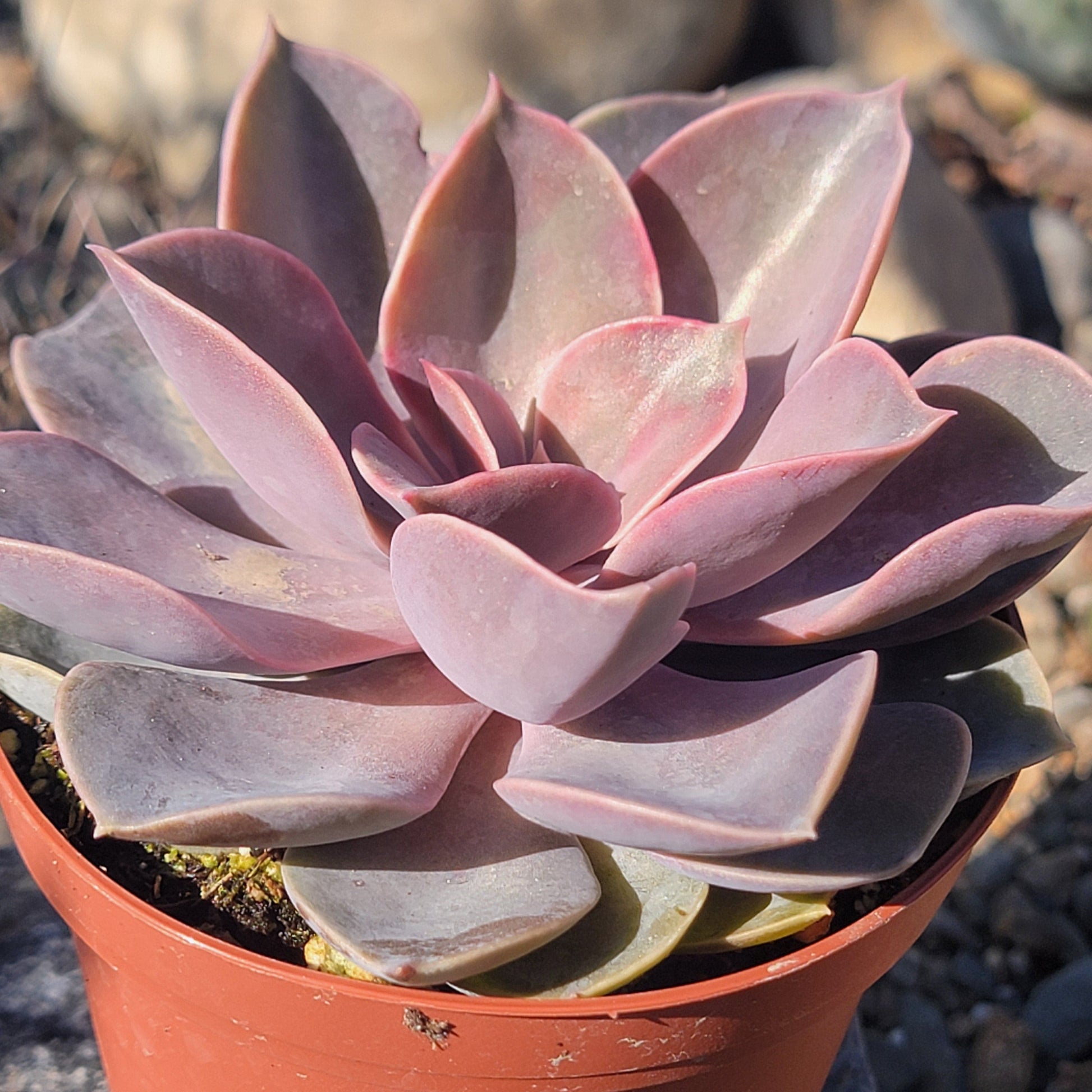 pink pearl succulent Echeveria 'Purple Pearl' – DesertScapeSucculent