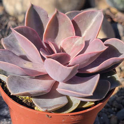 purple rosette succulent Echeveria 'Purple Pearl' – DesertScapeSucculent