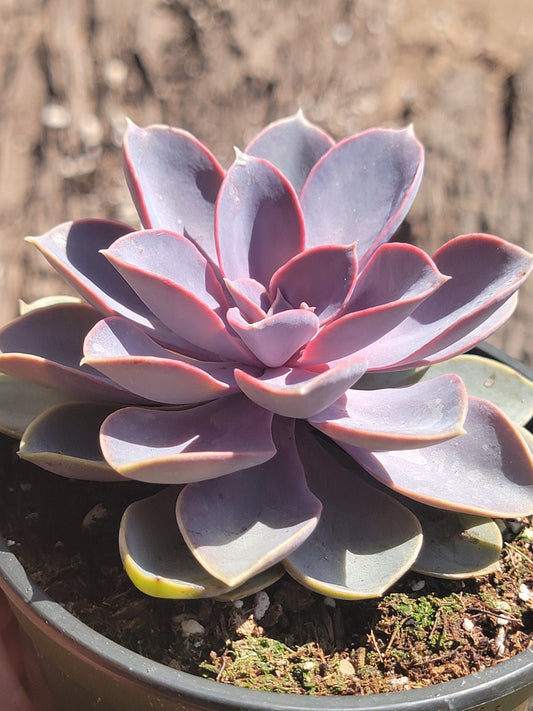 Echeveria 'Purple Pearl'