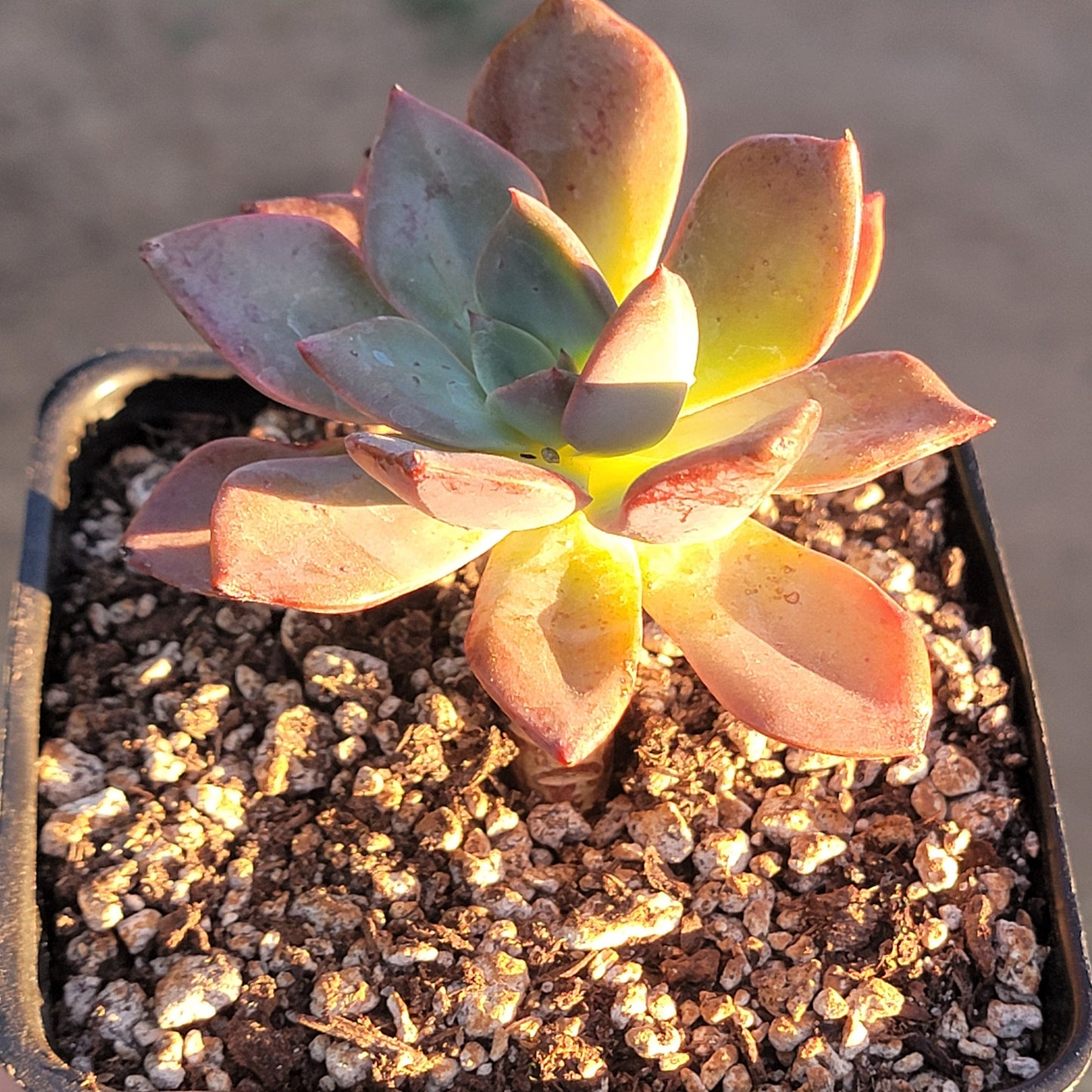 Echeveria 'Purple Princess' panachée