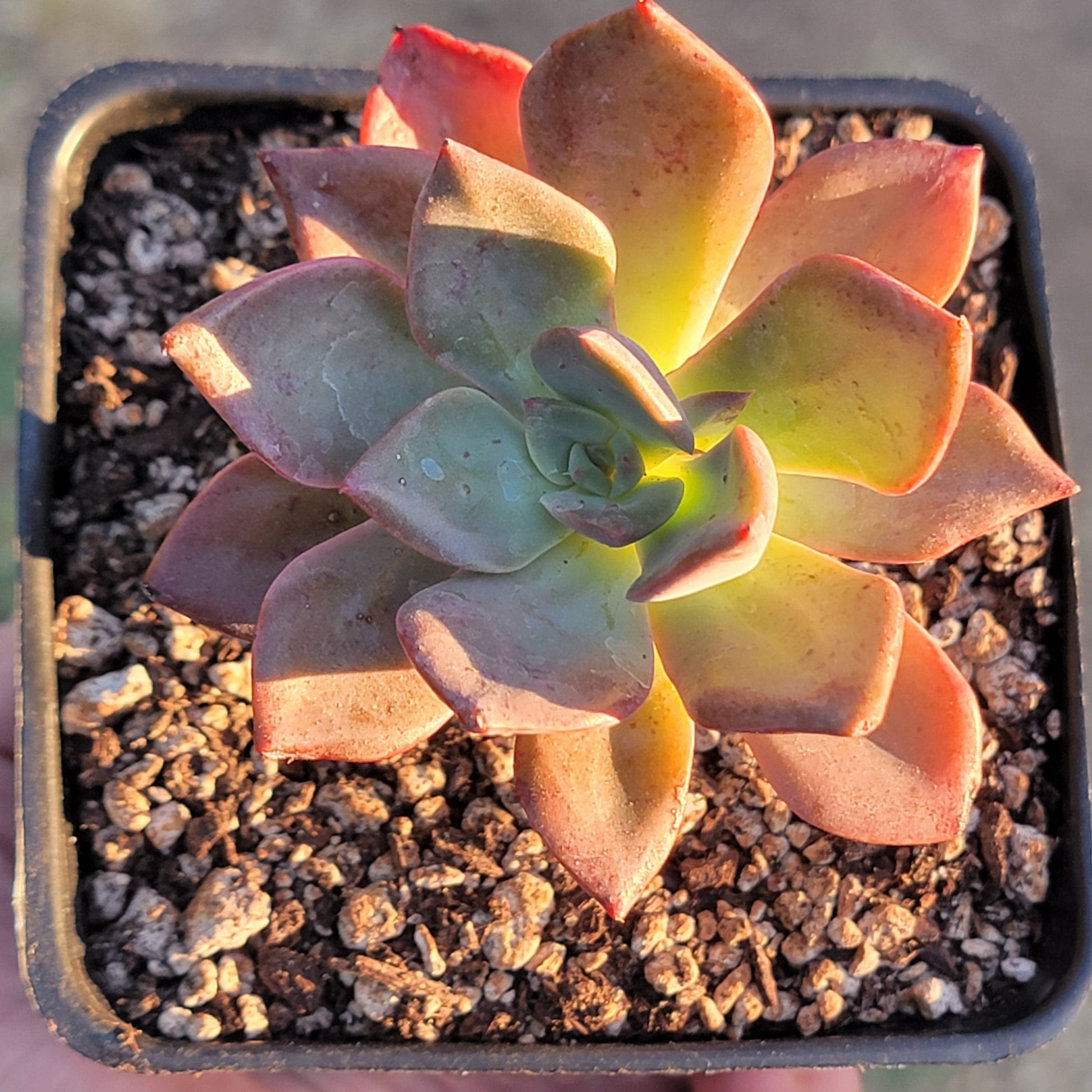 princess succulent Echeveria 'Purple Princess' Variegated