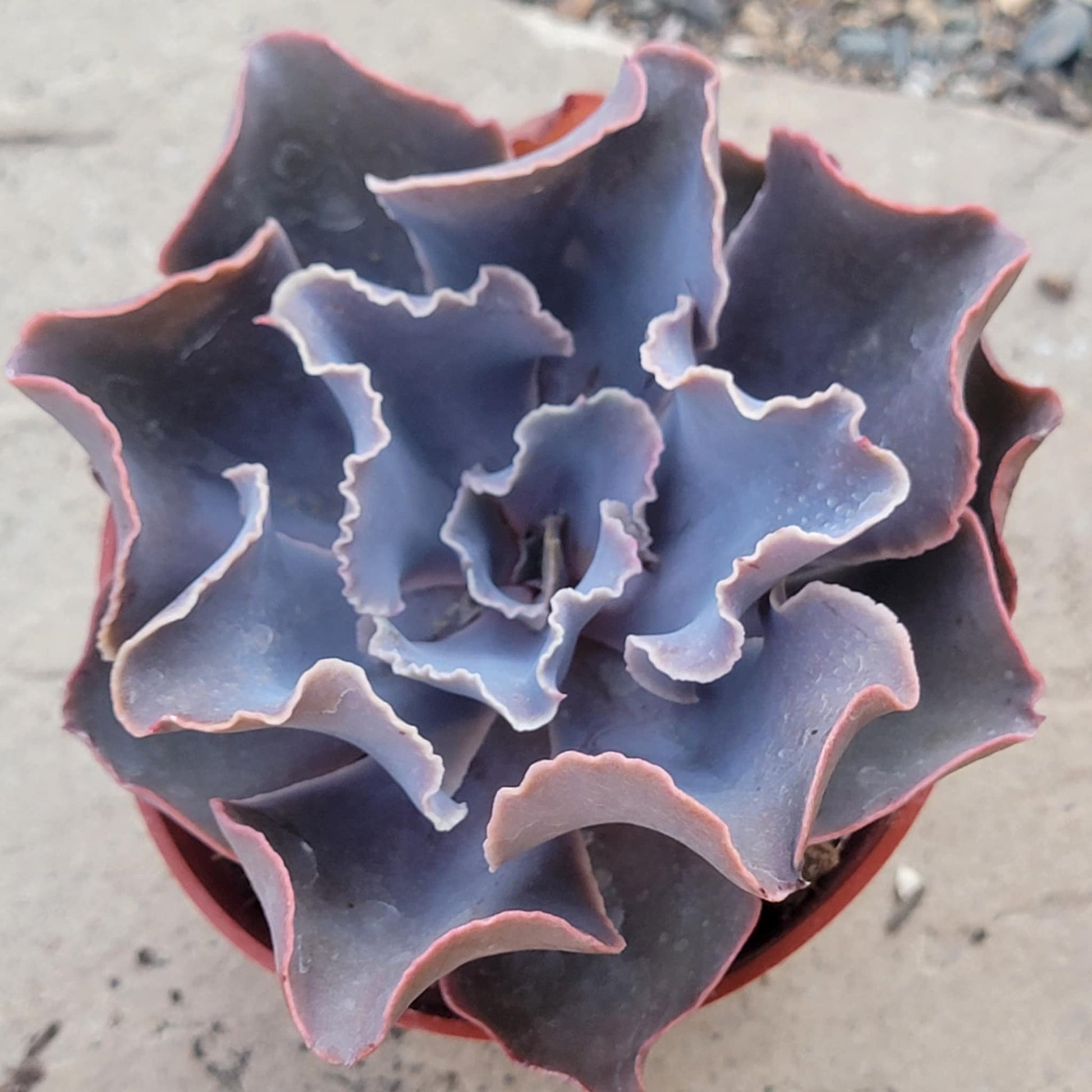 blue purple succulent Echeveria 'Purple Ruffles' – DesertScapeSucculent