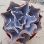 Echeveria 'Purple Ruffles' - 4 Inch Assorted - Succulent - DesertScapeSucculent