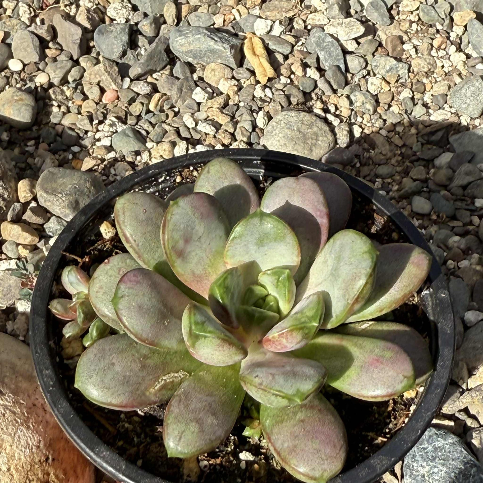 Echeveria purpusorum - 4 Inch Assorted - Succulent - DesertScapeSucculent