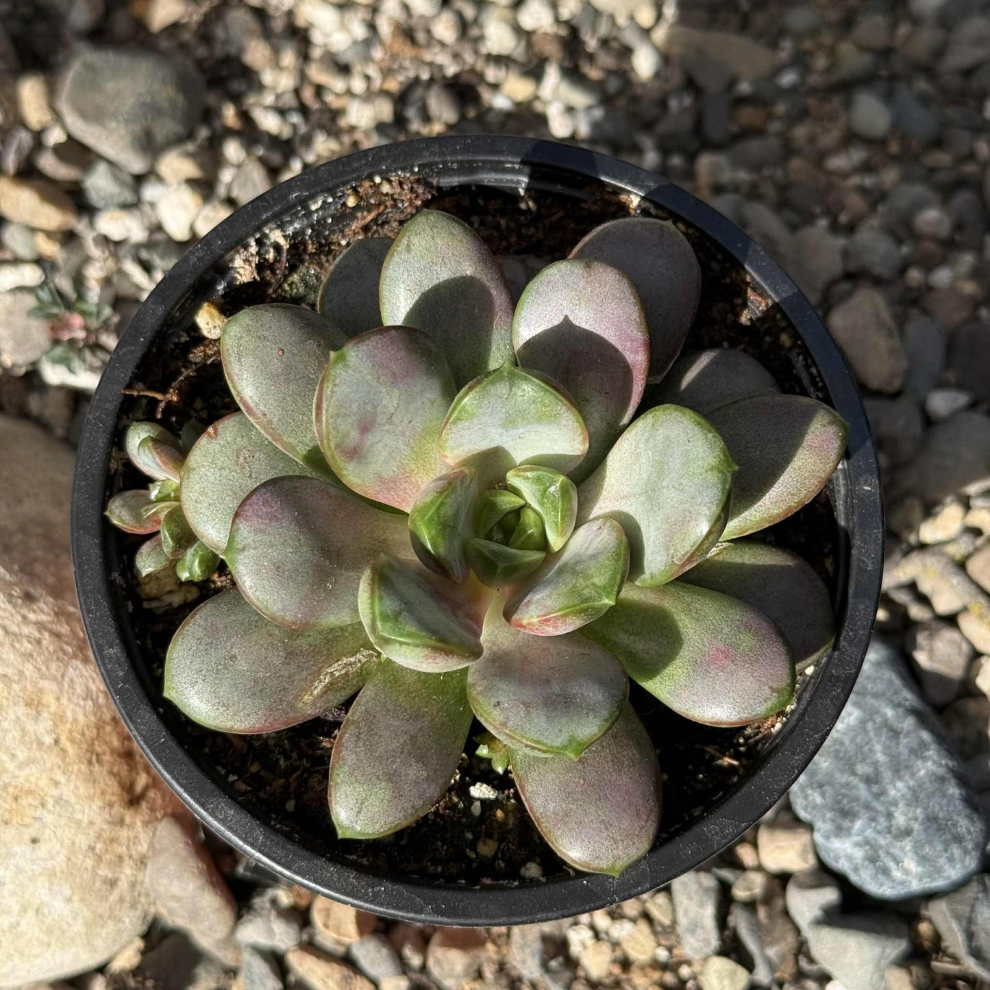 Echeveria purpusorum - 4 Inch Assorted - Succulent - DesertScapeSucculent