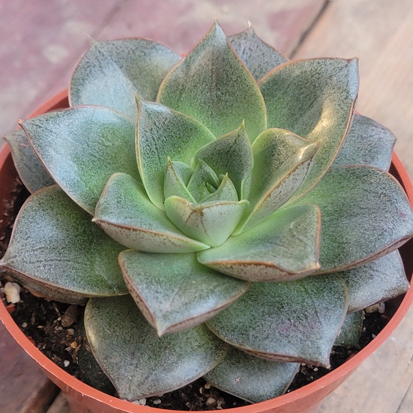 Echeveria purpusorum