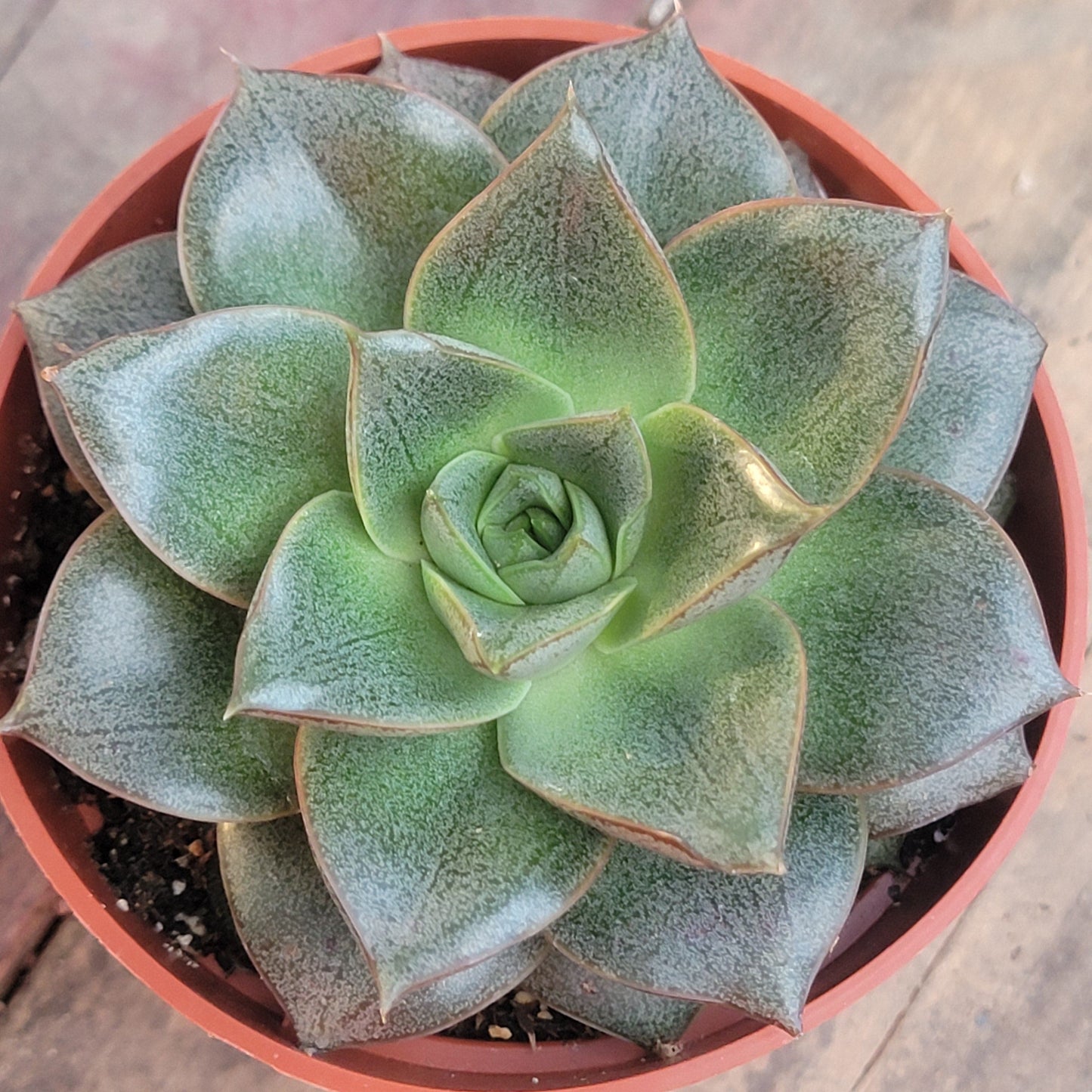 Echeveria purpusorum