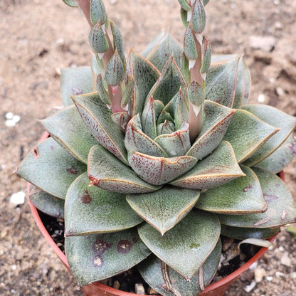 Echeveria purpusorum