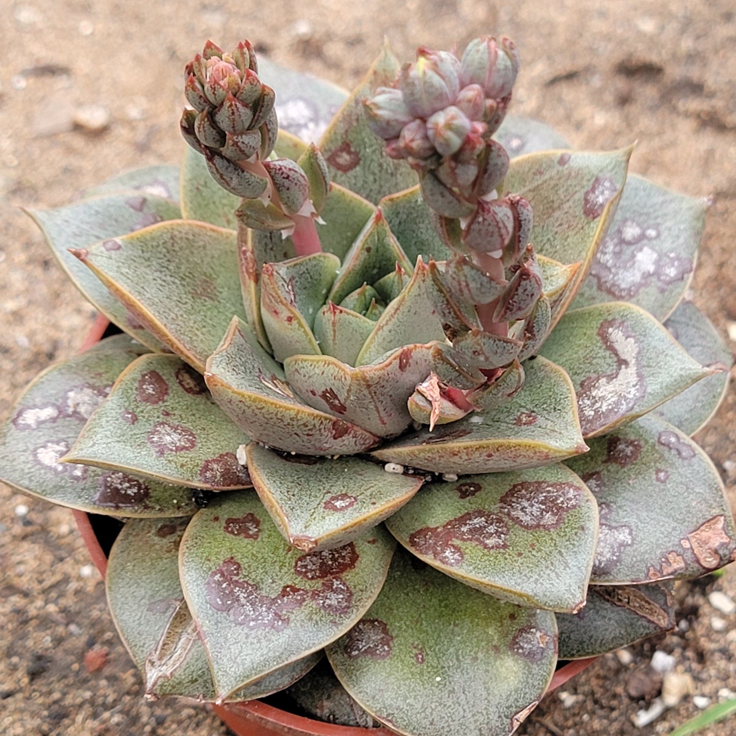 Echeveria purpusorum