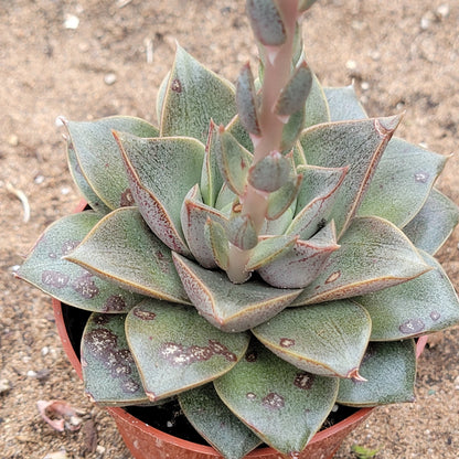 Echeveria purpusorum